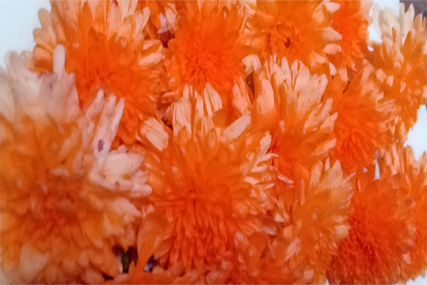 Chrysanthemum; chamanthi and yellow Flowers; Banthi Flower marigold flower