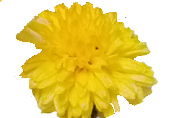 Chrysanthemum; chamanthi and yellow Flowers; Banthi Flower marigold flower