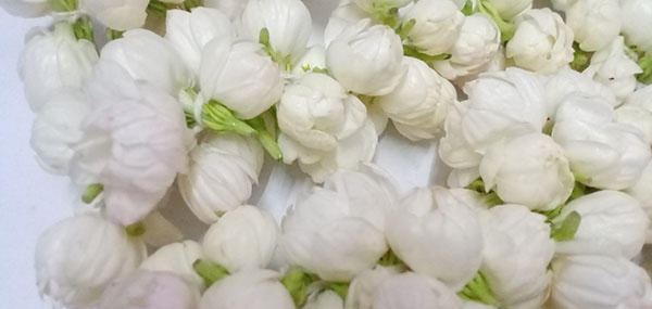 jasmineflowers