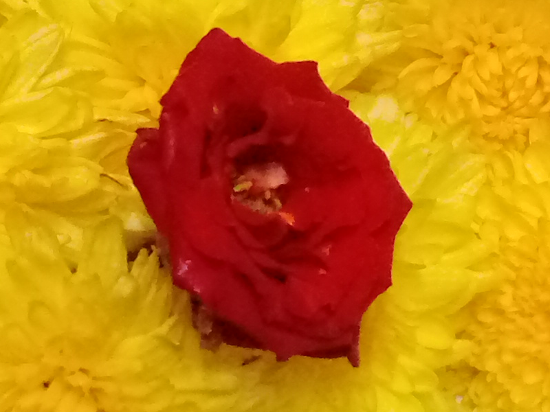 Chrysanthemum; chamanthi and yellow Flowers; Banthi Flower marigold flower