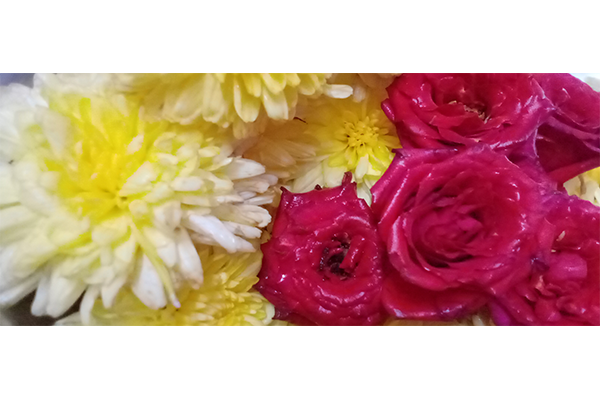 Chrysanthemum; chamanthi and yellow Flowers; Banthi Flower marigold flower