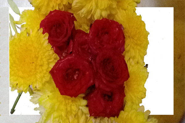 Chrysanthemum; chamanthi and yellow Flowers; Banthi Flower marigold flower